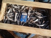 Продам хамсу в ящиках и ведрах