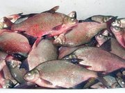 вяленая, копченая, свежемороженая рыба