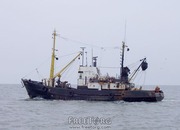 Бычок Азовский (свежий и в брикетах),  Бердянск (40 грн.)